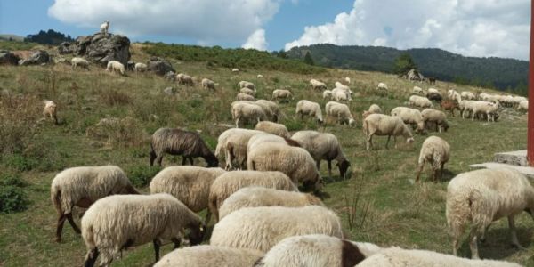 Ευλογιά των προβάτων: Κλείνουν τα σφαγεία της χώρας – Εκτός ελέγχου η εξάπλωση - Ειδήσεις Pancreta