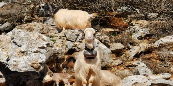 Κάλεσμα προς τους κτηνοτρόφους της Κρήτης - Ειδήσεις Pancreta