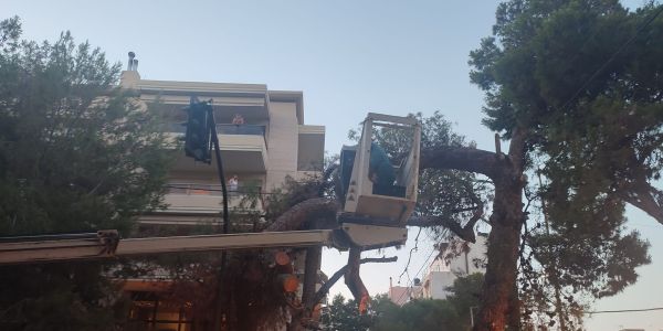 Πολίτες προς Δήμο Ηρακλείου: Προστασία και όχι υλοτόμηση των ψηλών δένδρων στην πόλη - Ειδήσεις Pancreta